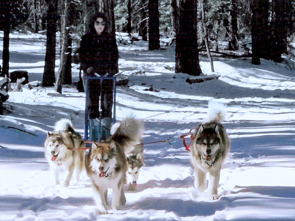 snowlion alaskan malamutes puppies breeders California Lake Tahoe, red standard size alaskan malamutes not giant malamtues
