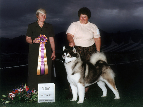 Sire # 1 Shasta: Specialty win under breeder judge N. Russell