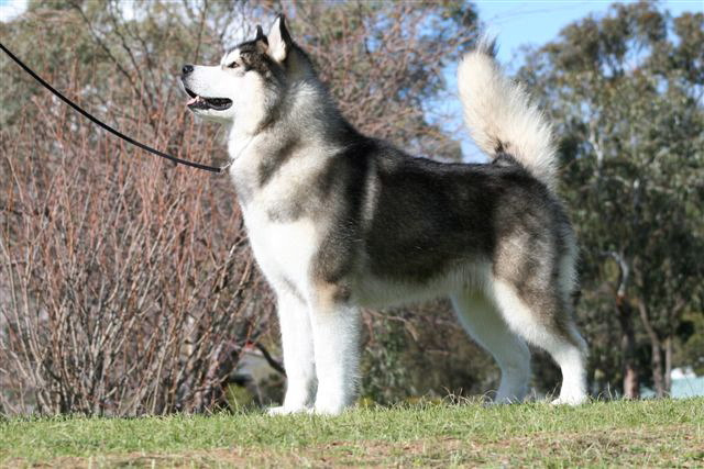 Zenfolio | Snowlion Alaskan Malamutes | 