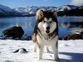 Ch Snowlion In the Shadow of Denali