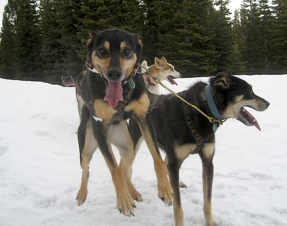 (L) Stinger is from 4-time Iditarod champion Jeff King